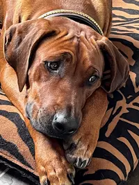 Matobo Hills Rhodesian Ridgeback Kennel Fci