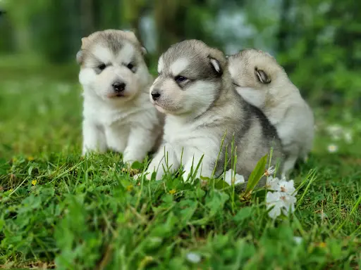 Elevage Malamute d'Alaska - L’esprit de Waheela