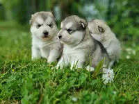 Elevage Malamute d'Alaska - L’esprit de Waheela