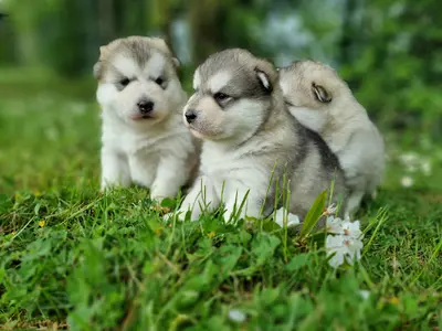 Elevage Malamute d'Alaska - L’esprit de Waheela