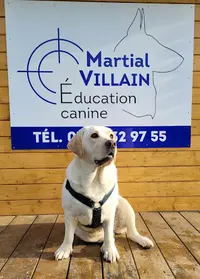 Martial Villain Education Canine