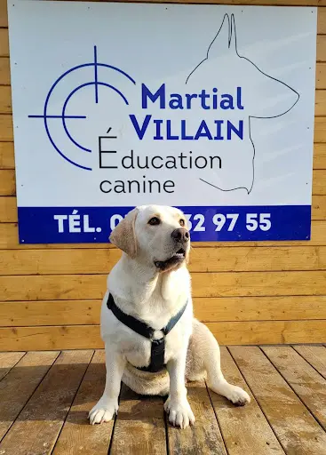 Martial Villain Education Canine