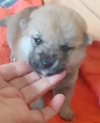 Élevage de Shiba Inu Dans le Vaucluse, en Provence-alpes-côte d'Azur, des Jardins de Jade