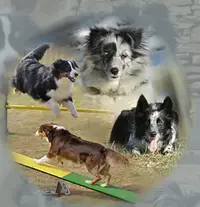 Can Idée, Une Autre Idée du Chien
