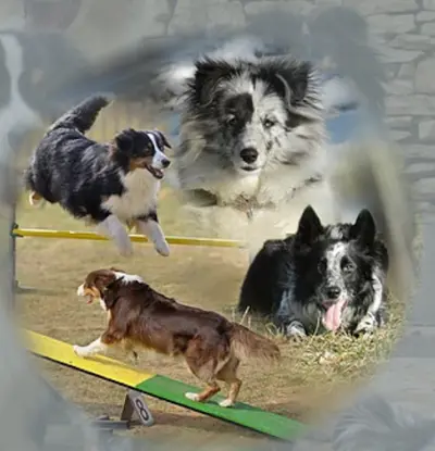 Can Idée, Une Autre Idée du Chien