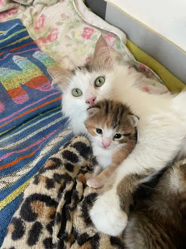 Association l'Arbrachats