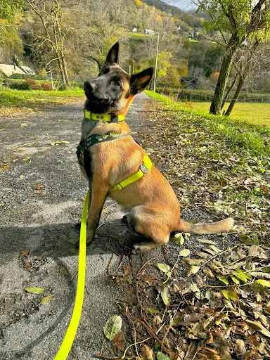 Abc du Chien