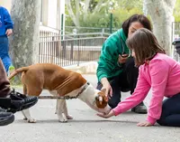 Comportementalisme Canin & Éducation Canine - Cfp Era Novis Bellator