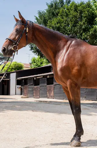 Poney Club et Club Hippique de Vitry sur Seine