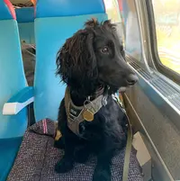 Reconverchiens - Education Canine et Accueil du Chiot - Paris 94 - Comportementaliste Canin