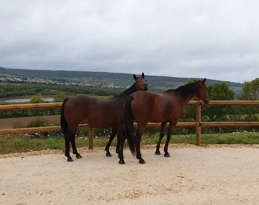 Pension de Chevaux - Ecurie Active - Ferme des Pinchenottes