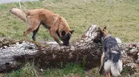 l'Ombre des Loups
