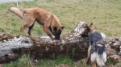 l'Ombre des Loups