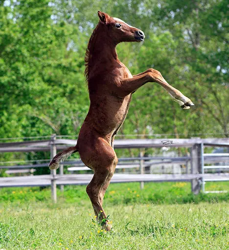 Al Ashai Stud