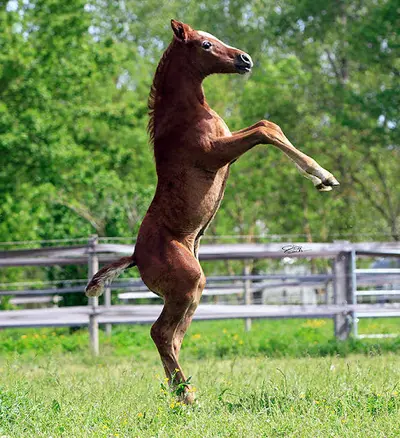 Al Ashai Stud