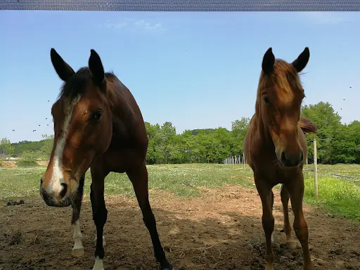 Centre Equestre des Eaux Claires