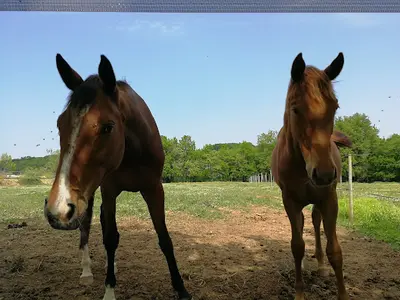 Centre Equestre des Eaux Claires