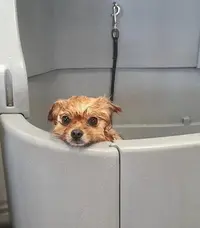 Amour, Wouaf et Beauté