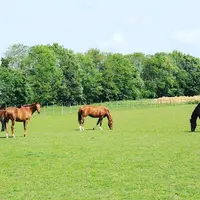 Ecuries du Breuil