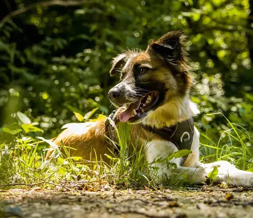 Aventure Canine