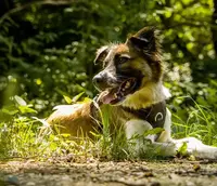 Aventure Canine