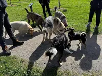 Au Bonheur du Chien | Education Canine