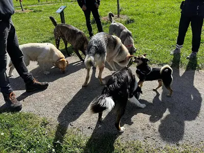Au Bonheur du Chien | Education Canine