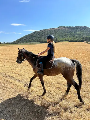 l'Hippocampe À Cheval