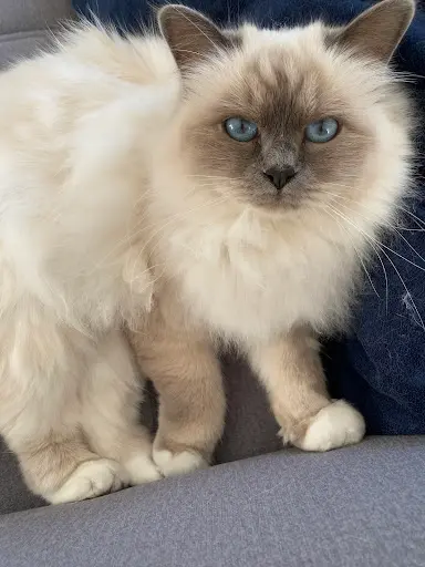 Chatterie du Domaine d'Aéris - Elevage de Sacré de Birmanie