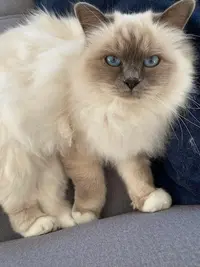 Chatterie du Domaine d'Aéris - Elevage de Sacré de Birmanie
