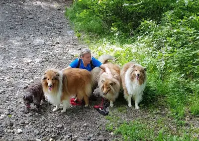 Dog N Cool 74