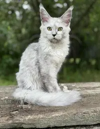 Shadow S Angel Maine Coon Cattery