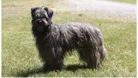 Soum de Matte du Pla d'Adet