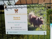 Les-chipapattes-des-morin