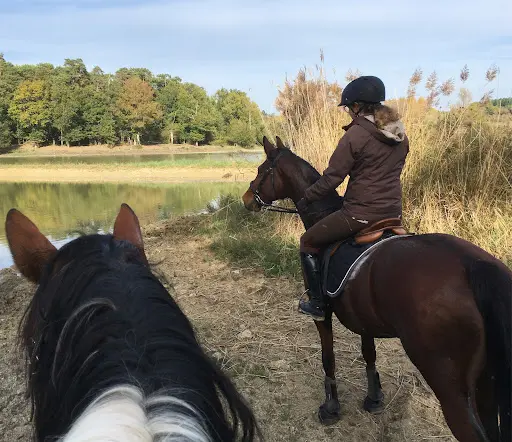 Pension Pour Chevaux au Saut de la Vie