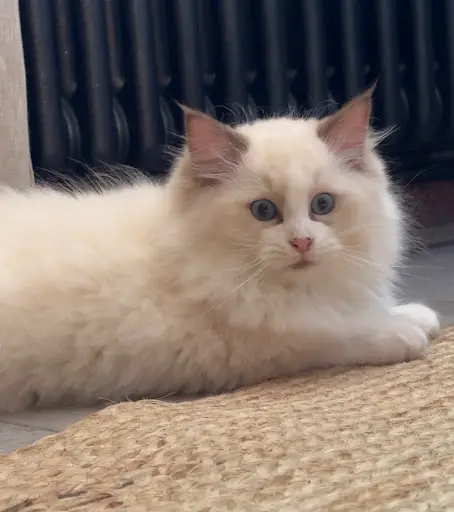 Chatterie des Droles de Dames