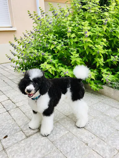 Dog Model