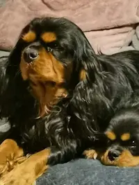 Elevage Cavalier King Charles des Tendres Calins et Mille Bisous