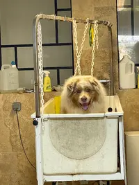 Cani Chic - Toiletteur Canin Tours