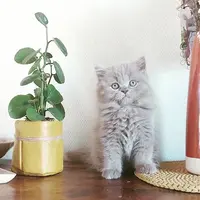 Elevage du Parc de la Boucardiere Chatterie Familiale British Shorthair et Longhair Loof