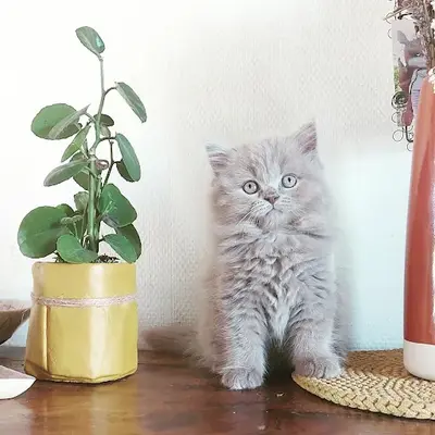 Elevage du Parc de la Boucardiere Chatterie Familiale British Shorthair et Longhair Loof