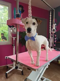 Doghoff Natural
