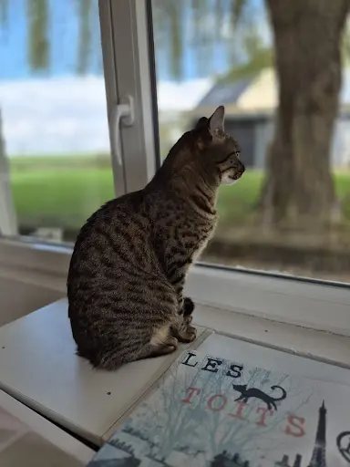 Center Cats