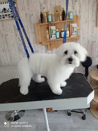 Shaggy Dog Toilettage en Salon ,centre de Formation, Dog Wash