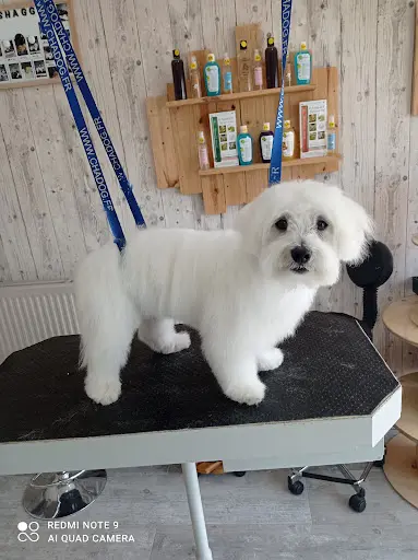 Shaggy Dog Toilettage en Salon ,centre de Formation, Dog Wash