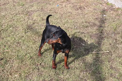 Des Trois Sorcieres, Élevage de Pinscher Nain en Alsace