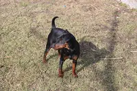 Des Trois Sorcieres, Élevage de Pinscher Nain en Alsace