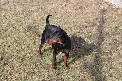 Des Trois Sorcieres, Élevage de Pinscher Nain en Alsace
