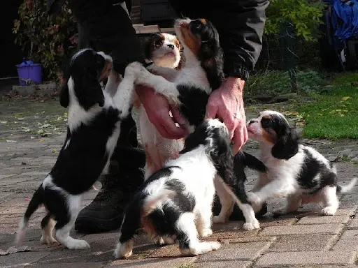 Les Cavaliers de Strass