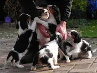 Les Cavaliers de Strass